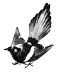 parva philosophica