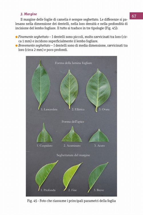4/ - Antiche camelie della Lucchesia. Storia, botanica, cultura, agronomia, novit� scientifiche e curiosit�