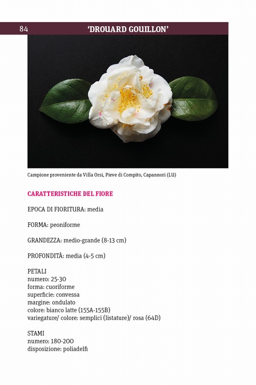 6/ - Antiche camelie della Lucchesia. Storia, botanica, cultura, agronomia, novit� scientifiche e curiosit�