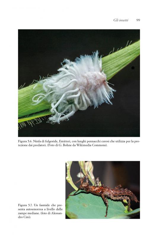 8/ - Entomoterapia. Gli insetti come farmaci