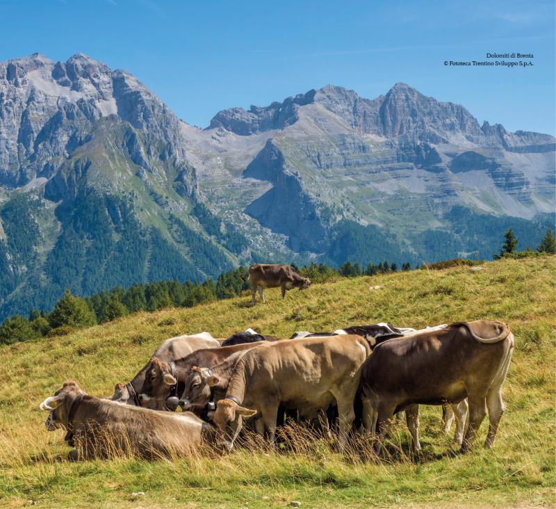 11/ - Cibo e paesaggio. Riflessioni su alcune pratiche alimentari del Trentino