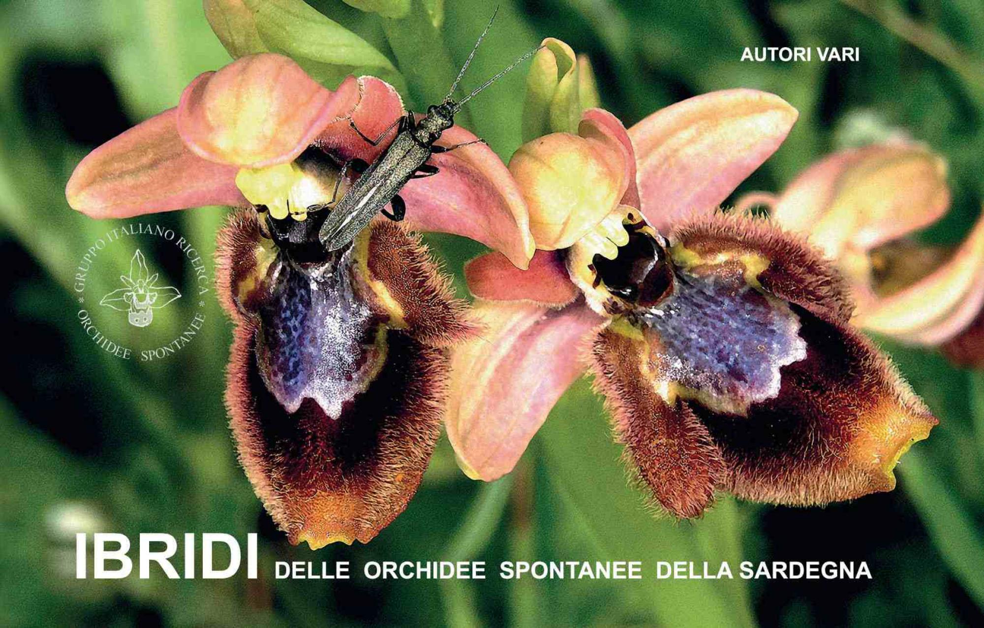 IBRIDI delle orchidee spontanee  della Sardegna