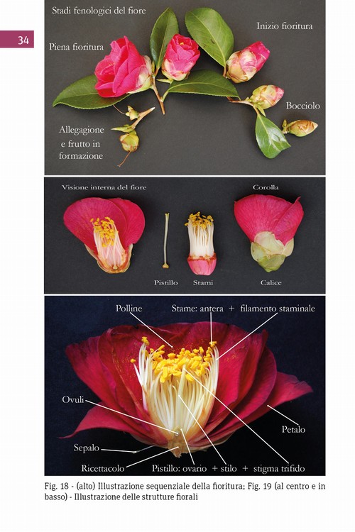 2/ - Antiche camelie della Lucchesia. Storia, botanica, cultura, agronomia, novit� scientifiche e curiosit�