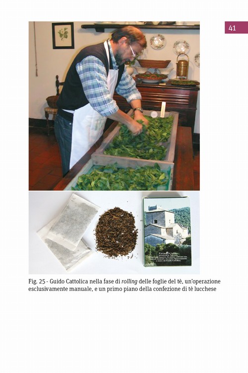 3/ - Antiche camelie della Lucchesia. Storia, botanica, cultura, agronomia, novit� scientifiche e curiosit�