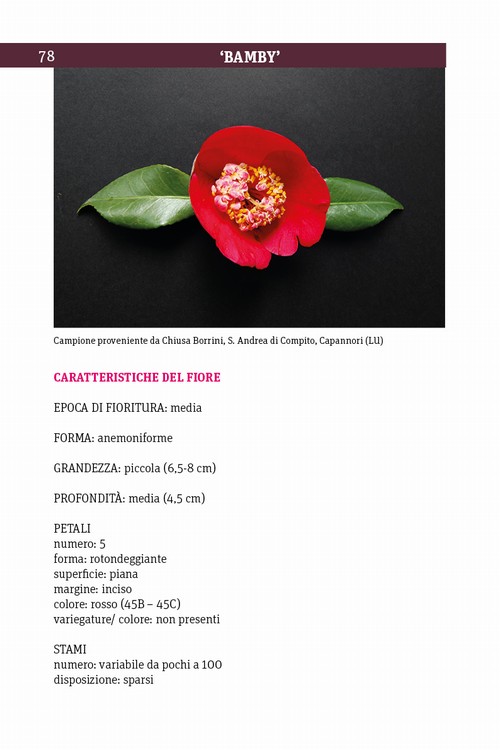 5/ - Antiche camelie della Lucchesia. Storia, botanica, cultura, agronomia, novit� scientifiche e curiosit�