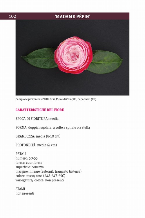 7/ - Antiche camelie della Lucchesia. Storia, botanica, cultura, agronomia, novit� scientifiche e curiosit�