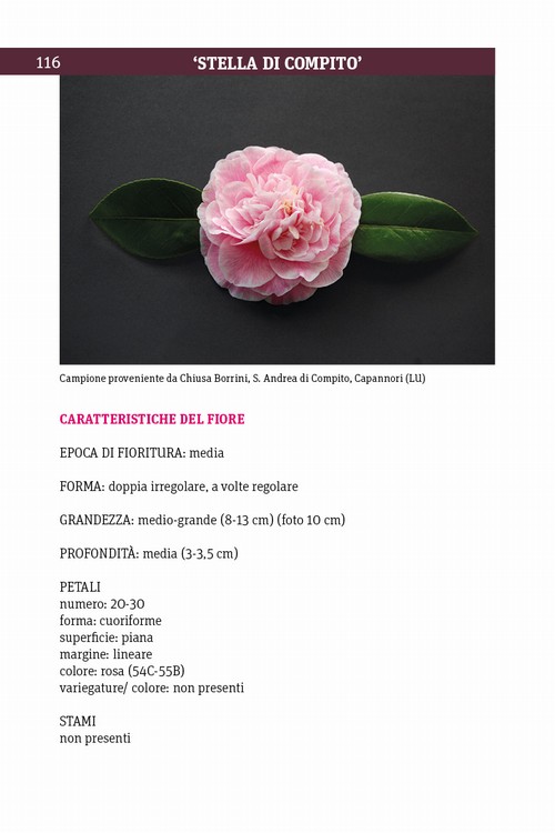 8/ - Antiche camelie della Lucchesia. Storia, botanica, cultura, agronomia, novit� scientifiche e curiosit�