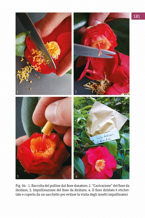 10/ - Antiche camelie della Lucchesia. Storia, botanica, cultura, agronomia, novit� scientifiche e curiosit�