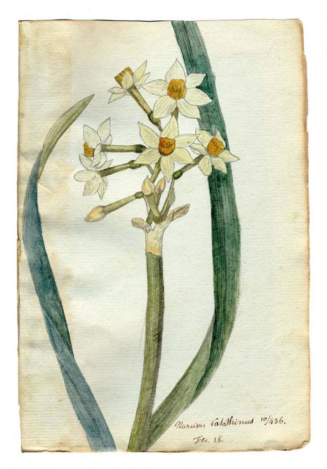 4/ - Narcissus tarzetta