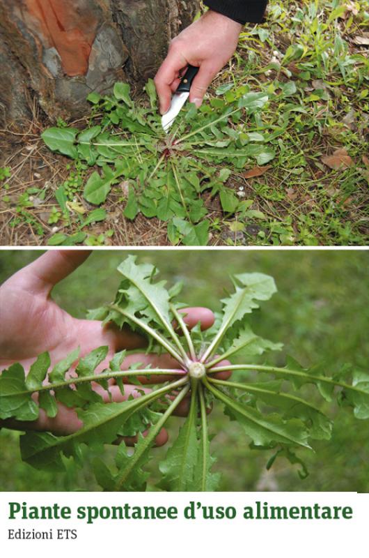 4/ - Piante spontanee d'uso alimentare. Viaggio alla scoperta della cucina povera