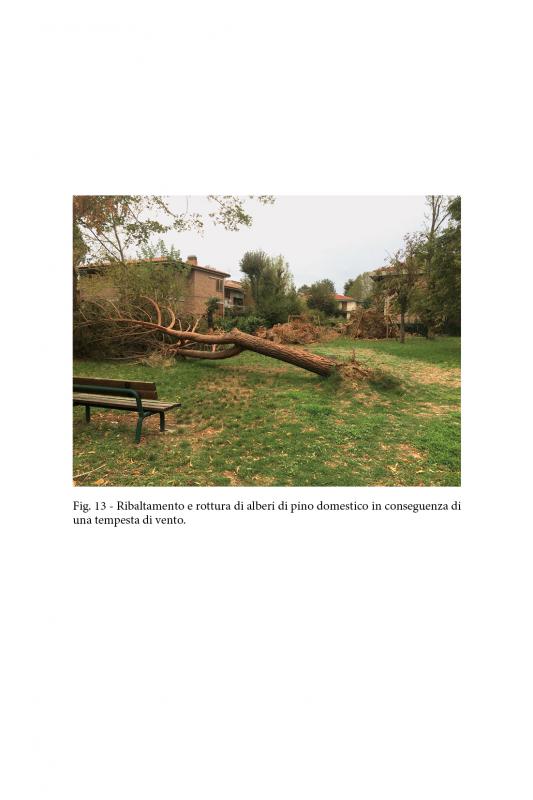 10/ - amico albero. ruoli e benefici del verde nelle nostre citt� (e non solo)