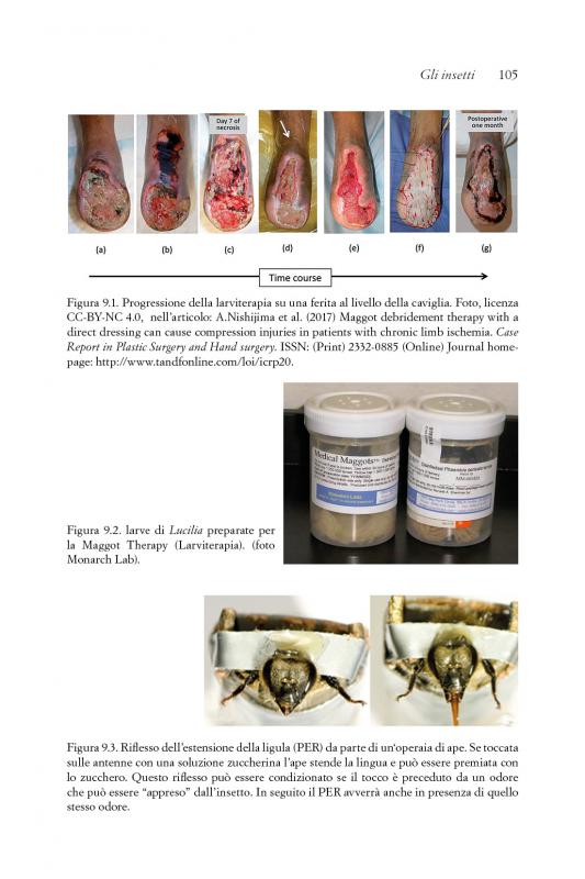 11/ - Entomoterapia. Gli insetti come farmaci