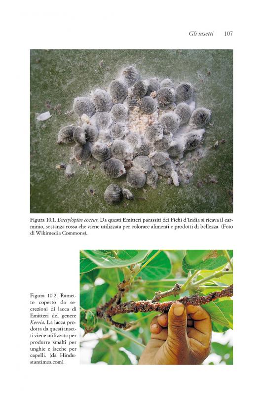 13/ - Entomoterapia. Gli insetti come farmaci