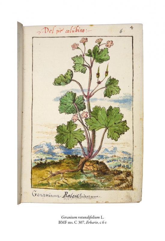 3/ - Il &lsquo;Libro d&rsquo;herbe&rsquo;&nbsp;di Gherardo Cibo tra arte, natura e scienza. 