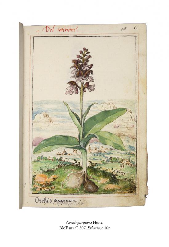 4/ - Il &lsquo;Libro d&rsquo;herbe&rsquo;&nbsp;di Gherardo Cibo tra arte, natura e scienza. 