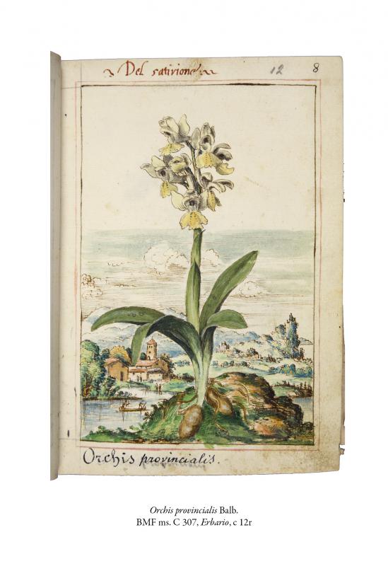 5/ - Il &lsquo;Libro d&rsquo;herbe&rsquo;&nbsp;di Gherardo Cibo tra arte, natura e scienza. 