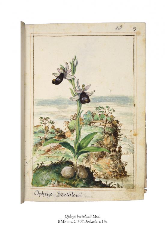 6/ - Il &lsquo;Libro d&rsquo;herbe&rsquo;&nbsp;di Gherardo Cibo tra arte, natura e scienza. 