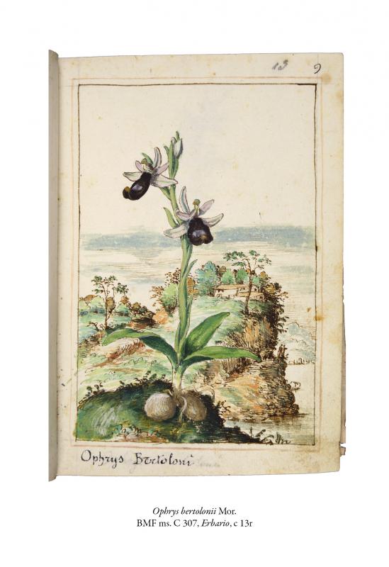 6/ - Il ‘Libro d’herbe’ di Gherardo Cibo tra arte, natura e scienza. 