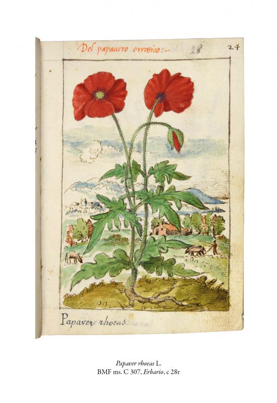 7/ - Il &lsquo;Libro d&rsquo;herbe&rsquo;&nbsp;di Gherardo Cibo tra arte, natura e scienza. 