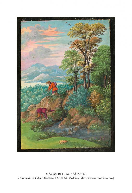 8/ - Il &lsquo;Libro d&rsquo;herbe&rsquo;&nbsp;di Gherardo Cibo tra arte, natura e scienza. 