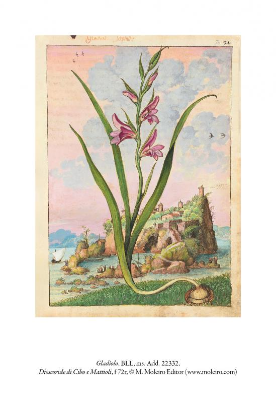 9/ - Il ‘Libro d’herbe’ di Gherardo Cibo tra arte, natura e scienza. 