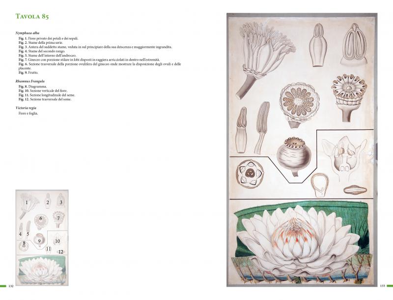 2/ - Botanica illustrata nell'Ottocento. Le grandi tavole didattiche e il catalogo manoscritto di Pietro Savi