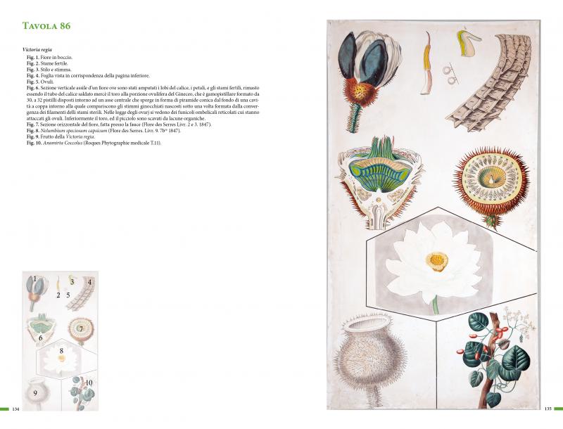 3/ - Botanica illustrata nell'Ottocento. Le grandi tavole didattiche e il catalogo manoscritto di Pietro Savi
