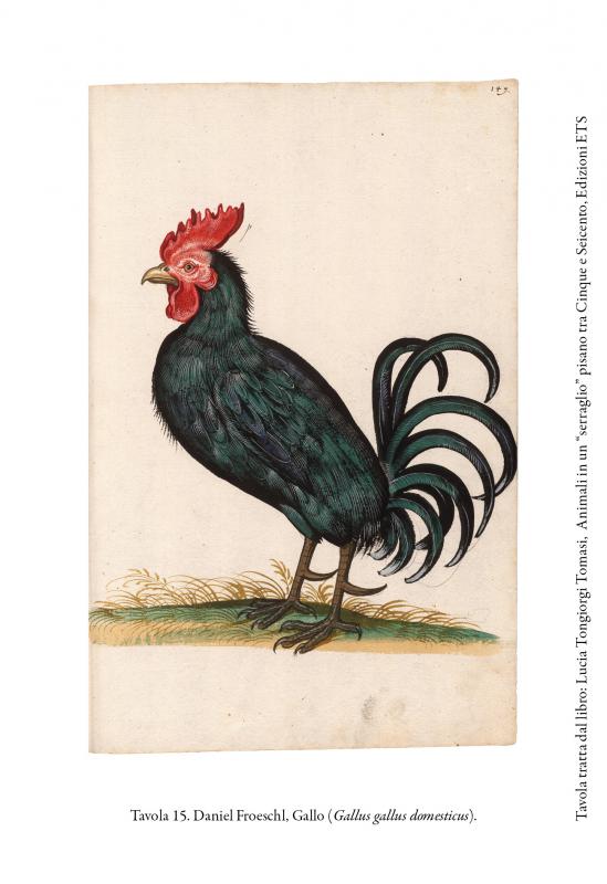 7/ - Animali in un &ldquo;serraglio&rdquo; pisano tra Cinque e Seicento. 