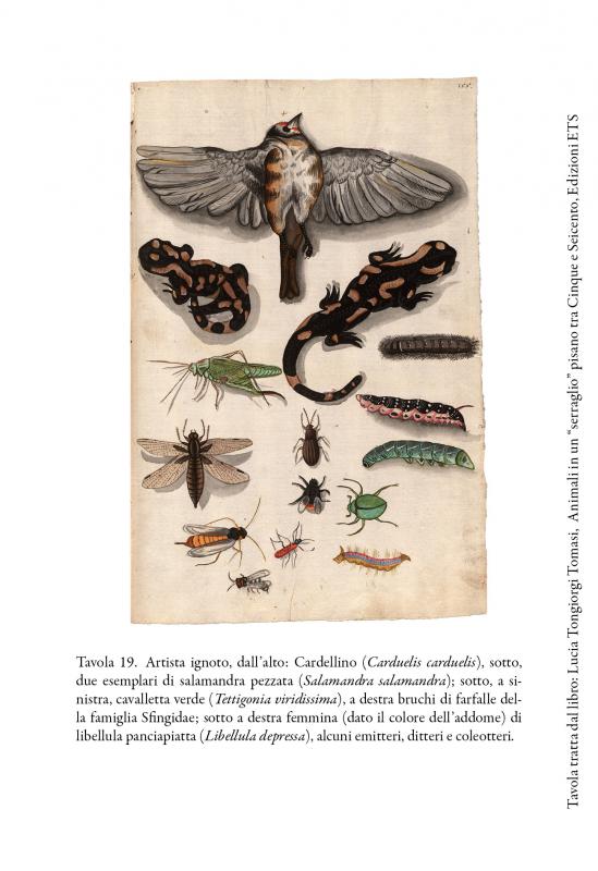 8/ - Animali in un &ldquo;serraglio&rdquo; pisano tra Cinque e Seicento. 