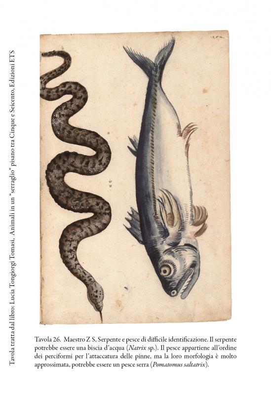 9/ - Animali in un &ldquo;serraglio&rdquo; pisano tra Cinque e Seicento. 